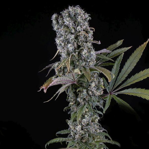 Spliff Cheese Autoflower (Spliff Seeds) Feminisoidut