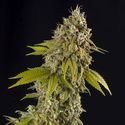 Girl Scout Cookies Autoflower (Spliff Seeds) Feminisoidut