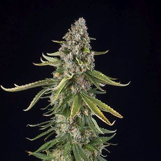 Zkittlez Automatic (Spliff Seeds) feminisoidut kannabiksen siemenet