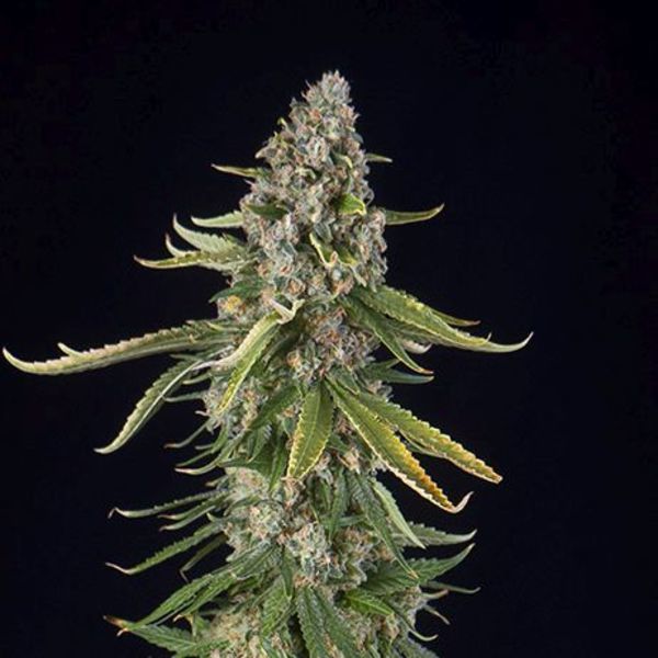 Zkittlez Autoflower (Spliff Seeds) Feminisoidut