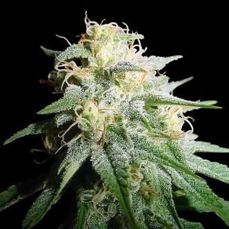White Widow Automatic (Spliff Seeds) feminisoidut kannabiksen siemenet