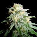 White Widow Autoflower (Spliff Seeds) Feminisoidut