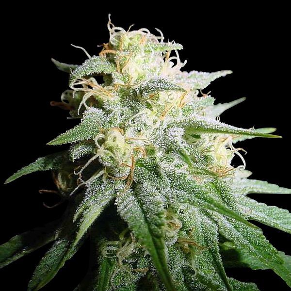 White Widow Autoflower (Spliff Seeds) Feminisoidut