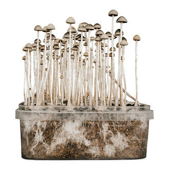'Copelandia Florida' -grow kit