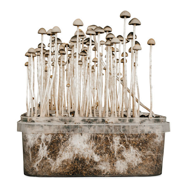 'Copelandia Florida' -grow kit