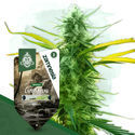 Lamb's Bread (Zamnesia Seeds) Feminisoidut