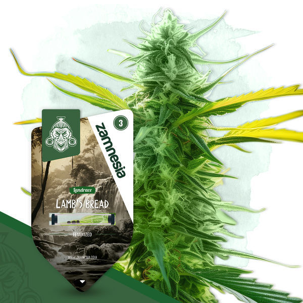 Lamb's Bread (Zamnesia Seeds) Feminisoidut