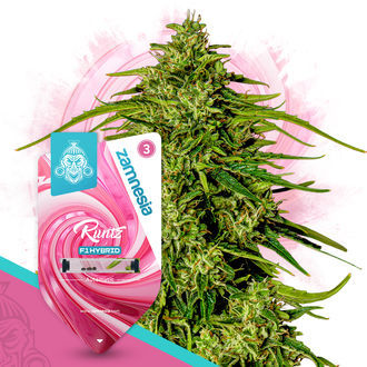 Runtz F1 Autoflower (Zamnesia Seeds) Feminisoidut