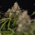 Runtz F1 Autoflower (Zamnesia Seeds) Feminisoidut