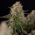 Runtz F1 Autoflower (Zamnesia Seeds) Feminisoidut