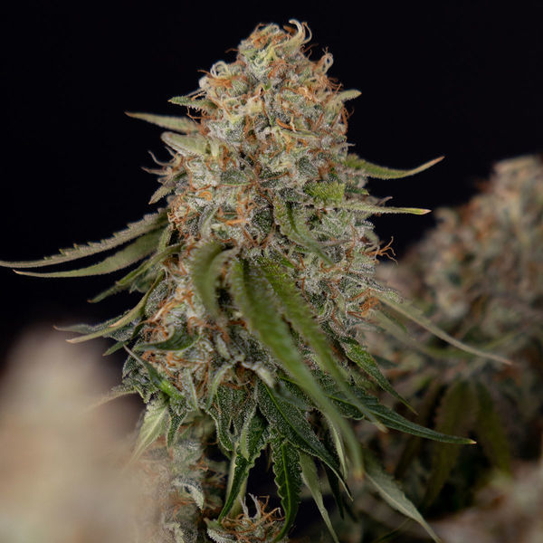 Runtz F1 Autoflower (Zamnesia Seeds) Feminisoidut