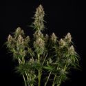 Runtz F1 Autoflower (Zamnesia Seeds) Feminisoidut