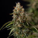 Runtz F1 Autoflower (Zamnesia Seeds) Feminisoidut