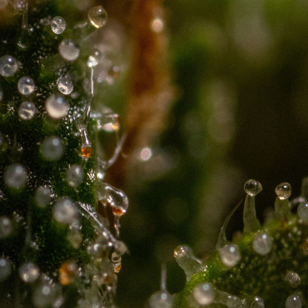 Runtz F1 Autoflower (Zamnesia Seeds) Feminisoidut