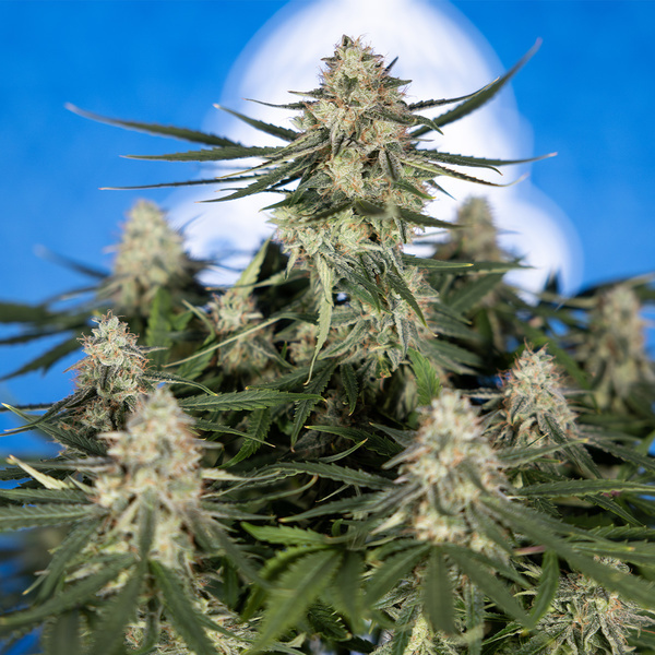 Do-Si-Dos F1 Autoflower (Zamnesia Seeds) Feminisoidut