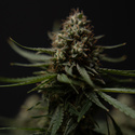 Do-Si-Dos F1 Autoflower (Zamnesia Seeds) Feminisoidut