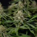 Do-Si-Dos F1 Autoflower (Zamnesia Seeds) Feminisoidut
