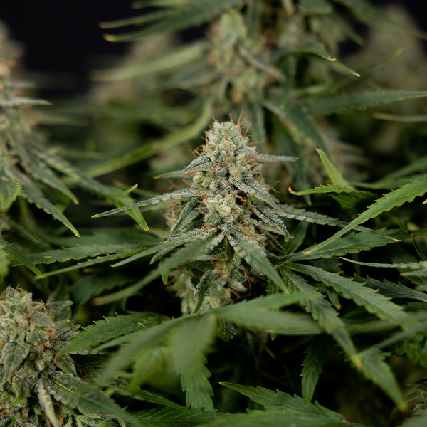 Do-Si-Dos F1 Autoflower (Zamnesia Seeds) Feminisoidut