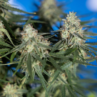 Do-Si-Dos F1 Autoflower (Zamnesia Seeds) Feminisoidut