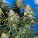 Do-Si-Dos F1 Autoflower (Zamnesia Seeds) Feminisoidut