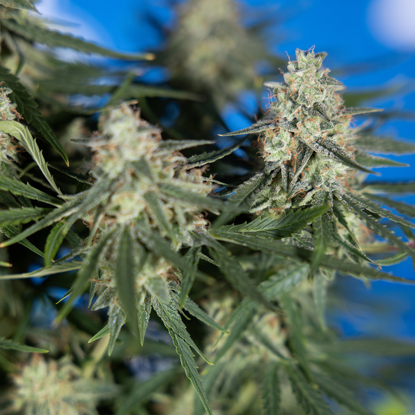 Do-Si-Dos F1 Autoflower (Zamnesia Seeds) Feminisoidut