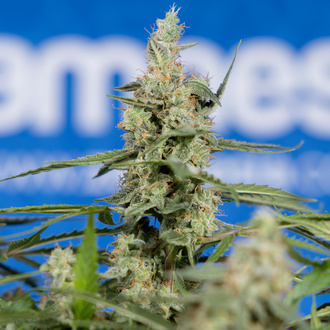 Do-Si-Dos F1 Autoflower (Zamnesia Seeds) Feminisoidut