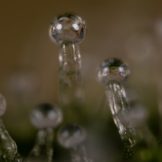 Do-Si-Dos F1 Autoflower (Zamnesia Seeds) Feminisoidut