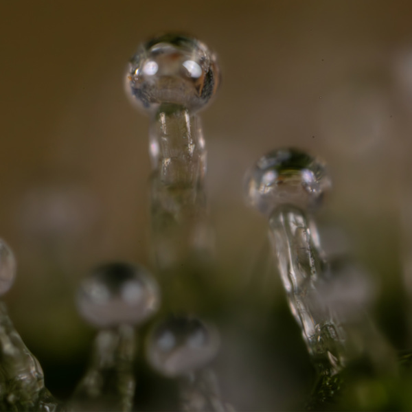 Do-Si-Dos F1 Autoflower (Zamnesia Seeds) Feminisoidut