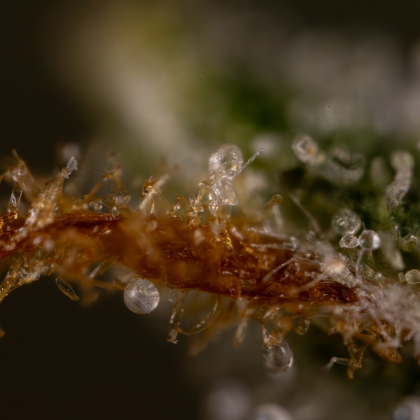 Do-Si-Dos F1 Autoflower (Zamnesia Seeds) Feminisoidut