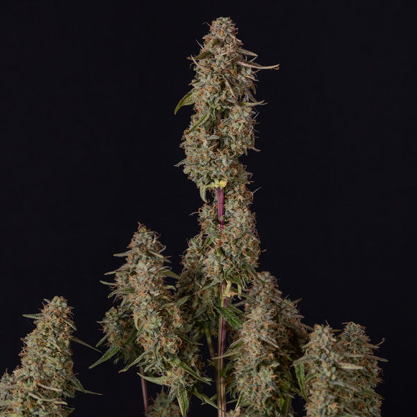 Watermelon Candy F1 Autoflower (Zamnesia Seeds) Feminisoidut