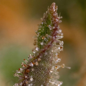 Watermelon Candy F1 Autoflower (Zamnesia Seeds) Feminisoidut