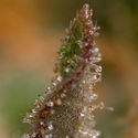 Watermelon Candy F1 Autoflower (Zamnesia Seeds) Feminisoidut