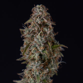 Watermelon Candy F1 Autoflower (Zamnesia Seeds) Feminisoidut