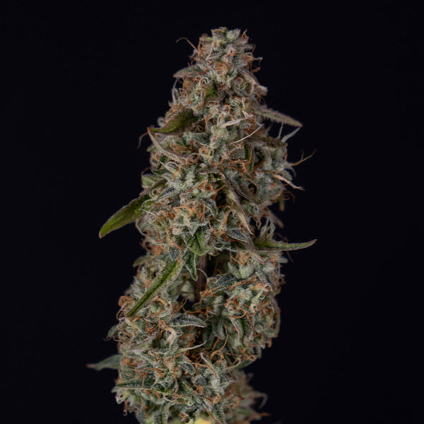 Watermelon Candy F1 Autoflower (Zamnesia Seeds) Feminisoidut