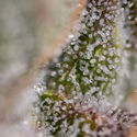 Watermelon Candy F1 Autoflower (Zamnesia Seeds) Feminisoidut