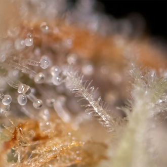 Watermelon Candy F1 Autoflower (Zamnesia Seeds) Feminisoidut