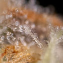 Watermelon Candy F1 Autoflower (Zamnesia Seeds) Feminisoidut