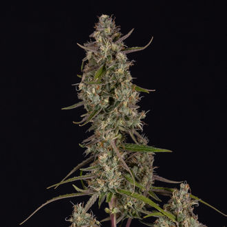 Watermelon Candy F1 Autoflower (Zamnesia Seeds) Feminisoidut