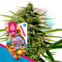 Wurlz F1 Autoflower (Zamnesia Seeds) Feminisoidut