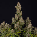 Wurlz F1 Autoflower (Zamnesia Seeds) Feminisoidut