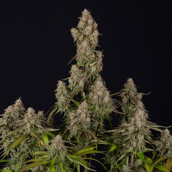 Wurlz F1 Autoflower (Zamnesia Seeds) Feminisoidut