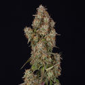 Wurlz F1 Autoflower (Zamnesia Seeds) Feminisoidut