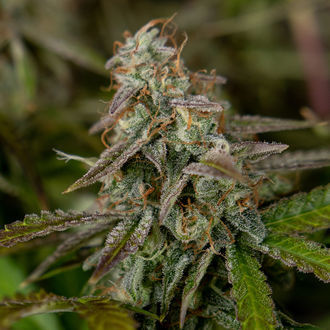 Wurlz F1 Autoflower (Zamnesia Seeds) Feminisoidut