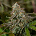Wurlz F1 Autoflower (Zamnesia Seeds) Feminisoidut