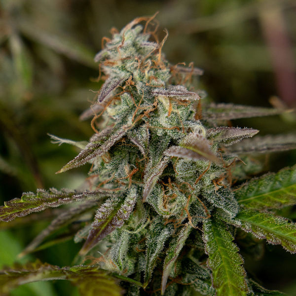 Wurlz F1 Autoflower (Zamnesia Seeds) Feminisoidut