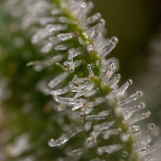 Wurlz F1 Autoflower (Zamnesia Seeds) Feminisoidut