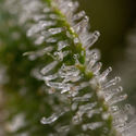 Wurlz F1 Autoflower (Zamnesia Seeds) Feminisoidut
