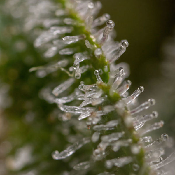 Wurlz F1 Autoflower (Zamnesia Seeds) Feminisoidut