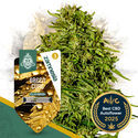 Green Cure CBD F1 Autoflower (Zamnesia Seeds) Feminisoidut