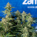 Green Cure CBD F1 Autoflower (Zamnesia Seeds) Feminisoidut